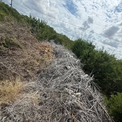 Hillside covered in dried branches and overgrown brush before Mako cleared the lot